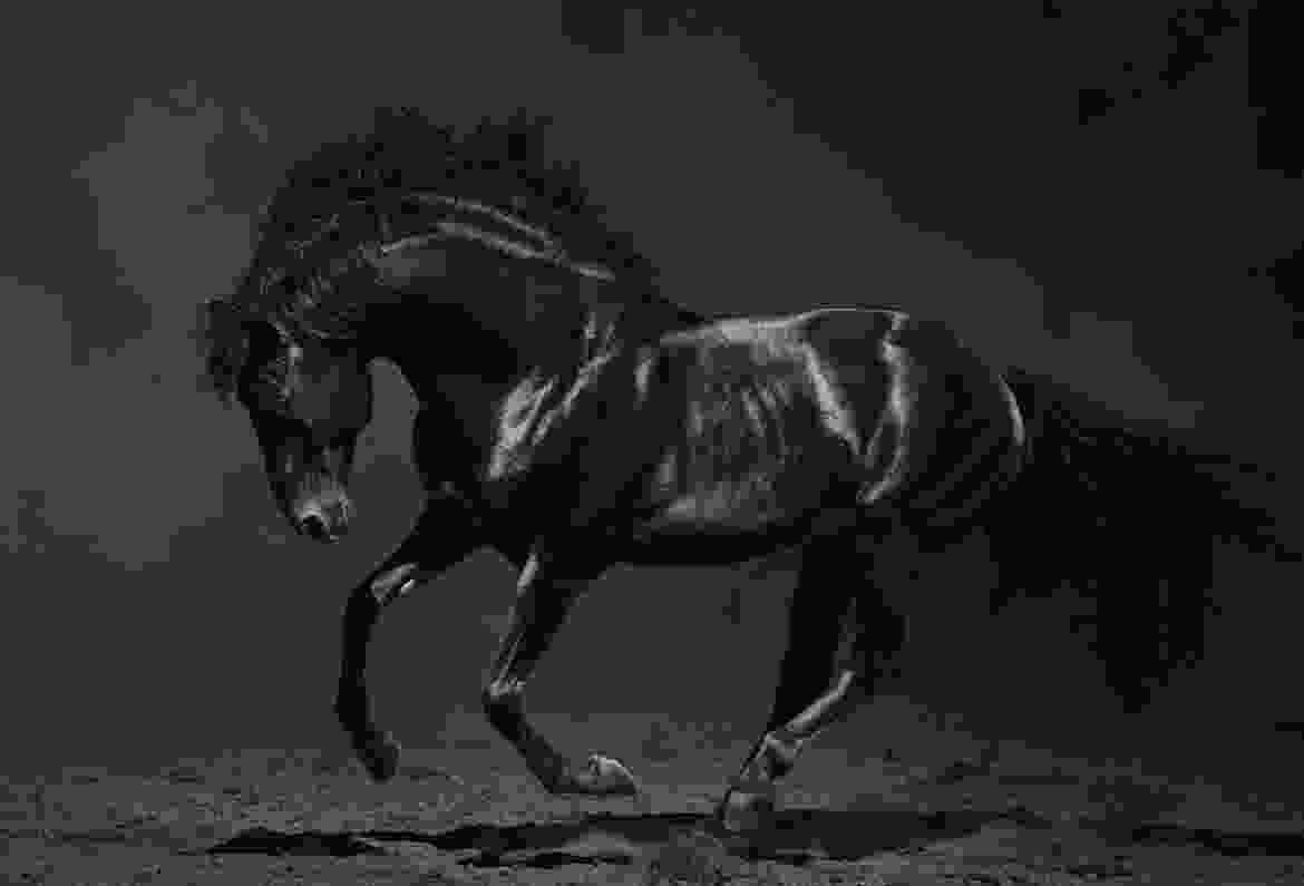 Quisque egestas rhoncus mauris